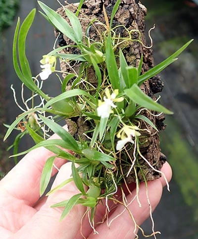 Rodrigueziopsis eleutherosepala