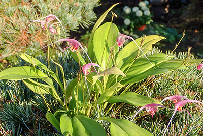 Scaphosepalum swertifolium ,Pink'  SM, GM,