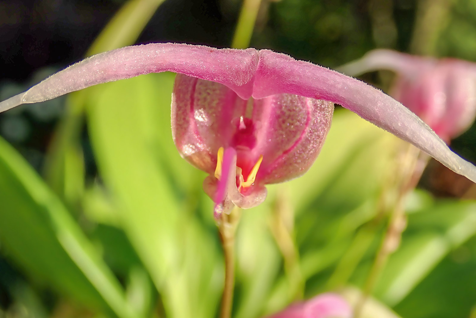 Scaphosepalum swertifolium ,Pink'  SM, GM,