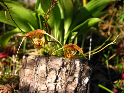 Scaphosepalum swertifolium yellow