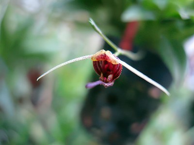 Scaphosepalum merinoi