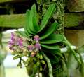 Schoenorchis fragrans
