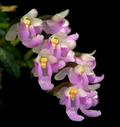Schoenorchis fragrans