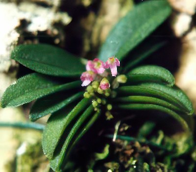 Schoenorchis pachyacris