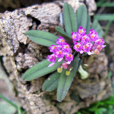 Schoenorchis tixieri