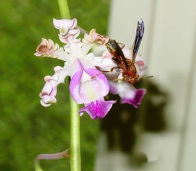 Schomburgkia thomsoniana