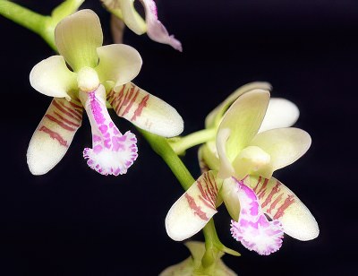 Sedirea japonica (Phalaenopsis japonica)