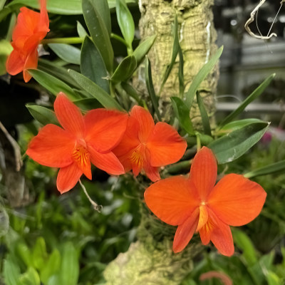 Sophronitis (Cattleya) coccinea tipo