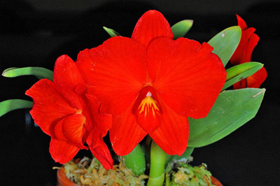 Sophronitis (Cattleya) coccinea