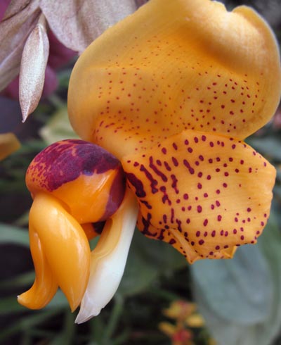 Stanhopea connata