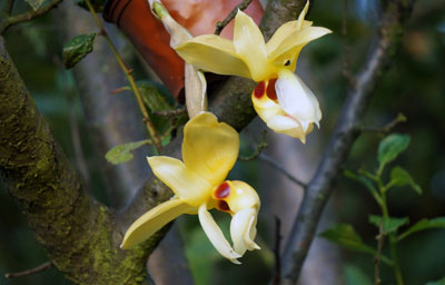 Stanhopea graveolens