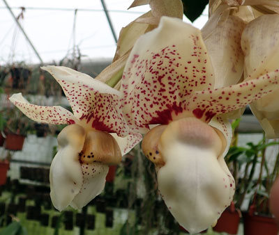 Stanhopea nigroviolacea x insignis