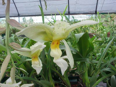 Stanhopea peruviana