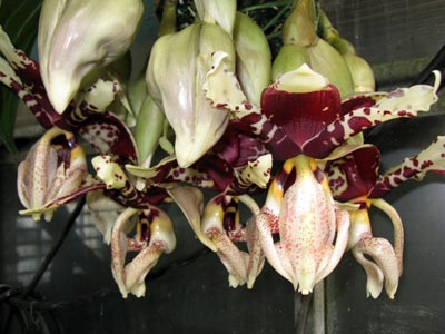 Stanhopea tigrina