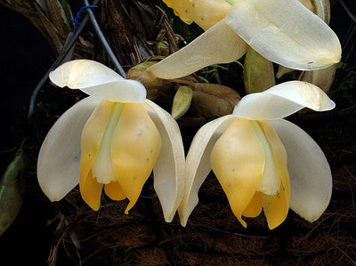 Stanhopea tricornis