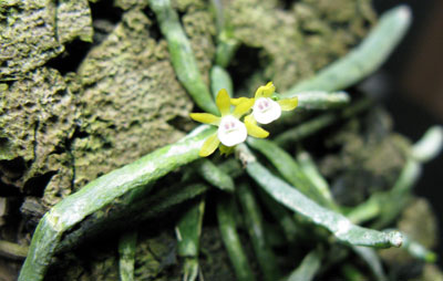 Taeniophyllum obtusum (pusillum)