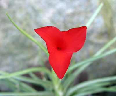 Tillandsia albertiana