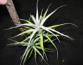 Tillandsia albida