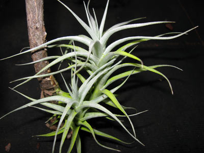 Tillandsia albida