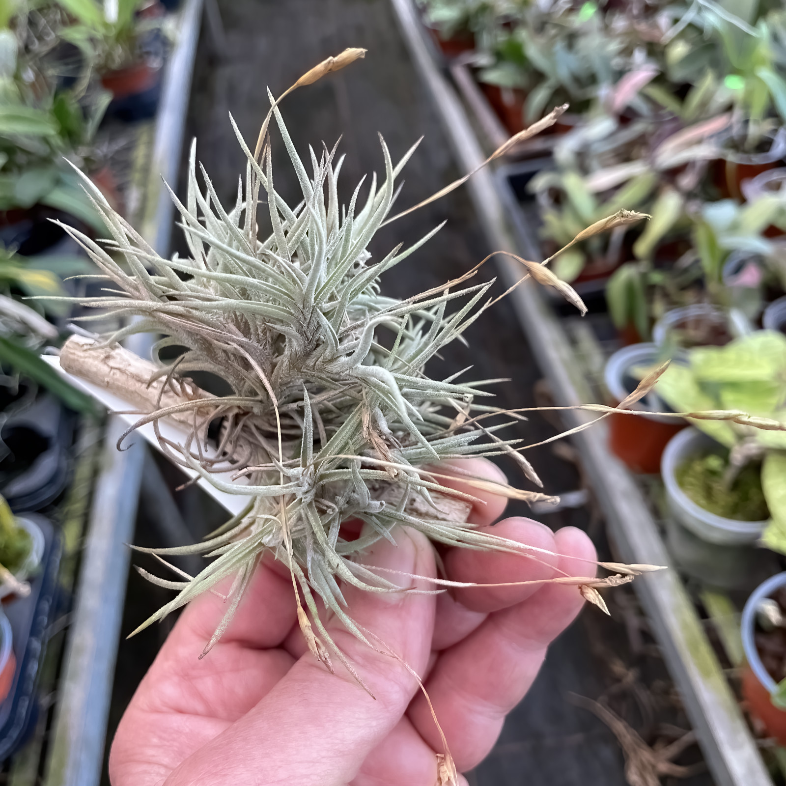 Tillandsia bandensis