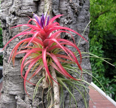 Tillandsia brachyocaulos