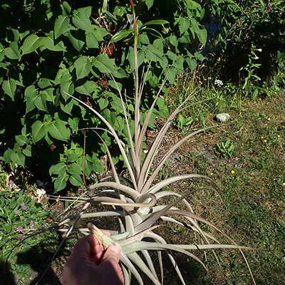 Tillandsia buchlohii