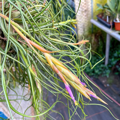 Tillandsia butzii