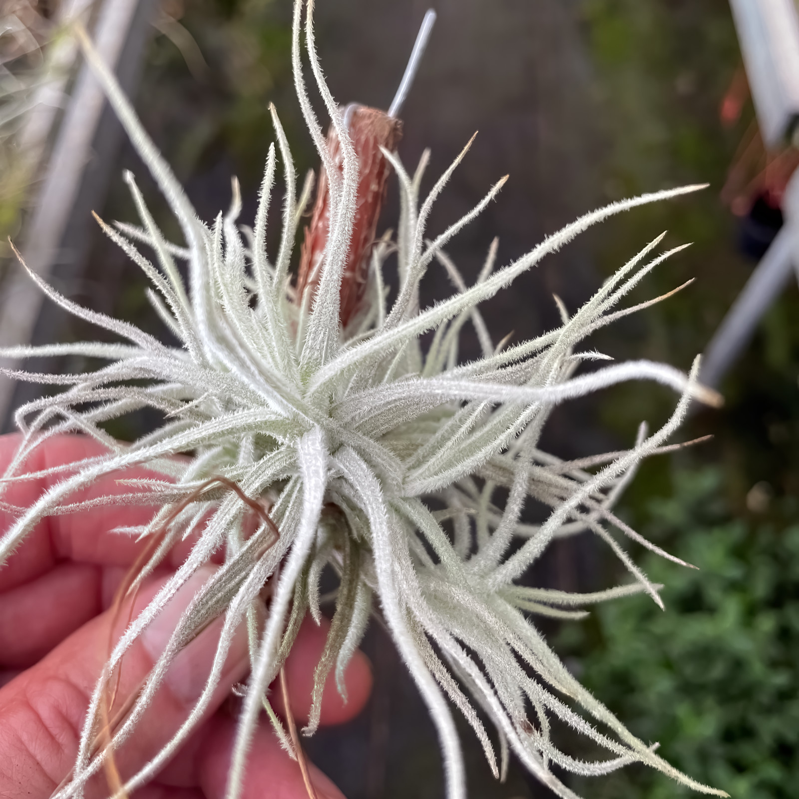 Tillandsia chusgonensis