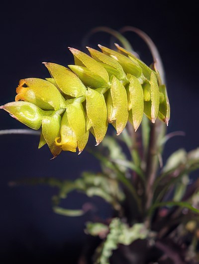 Tillandsia crispa