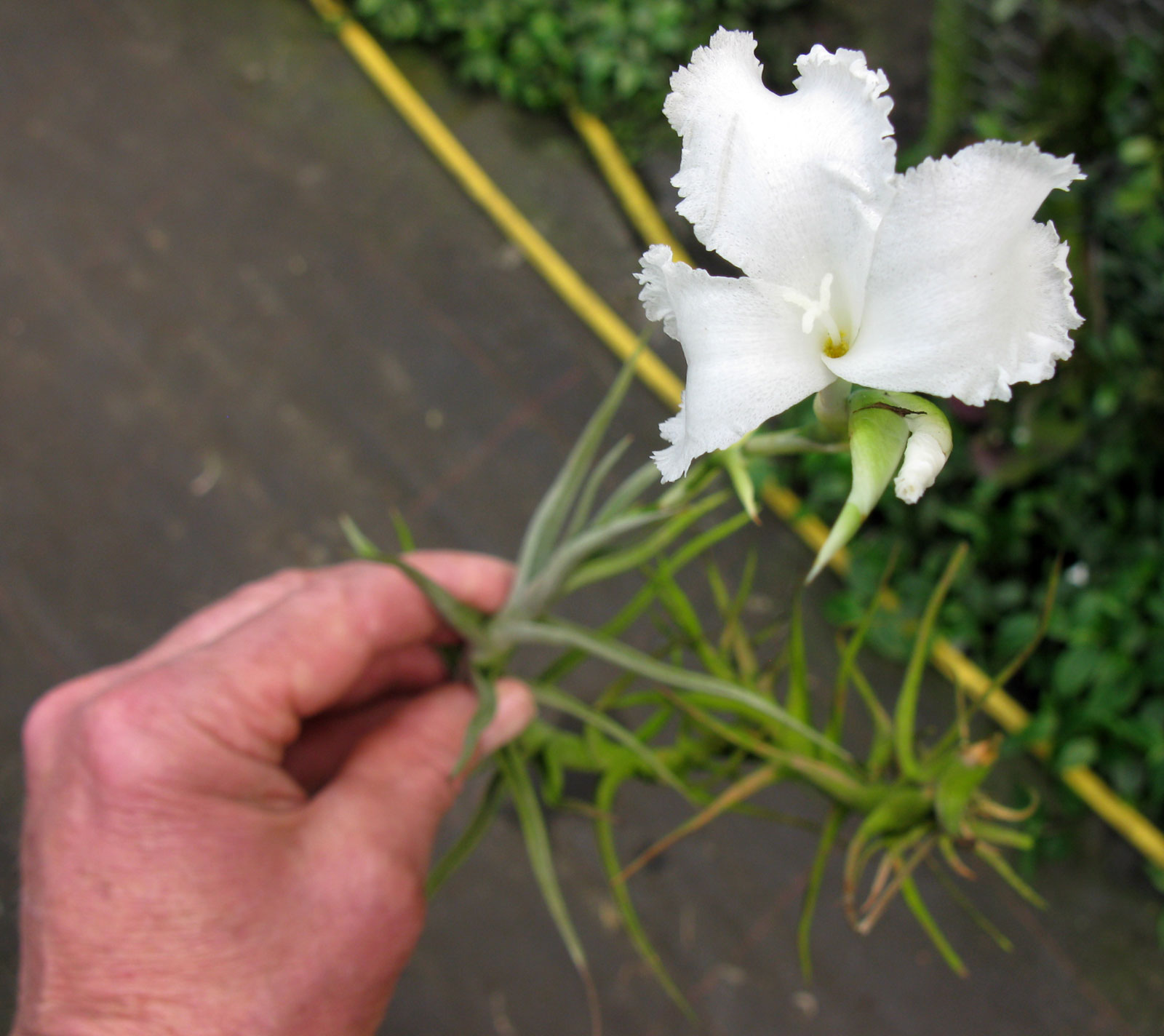 Tillandsia diaguitensis