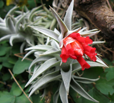 Tillandsia edithae