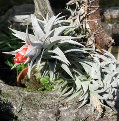 Tillandsia edithae