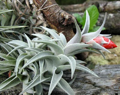 Tillandsia edithae