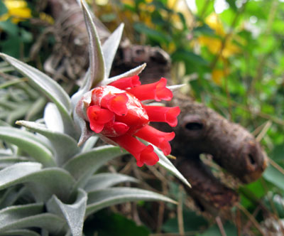 Tillandsia edithae