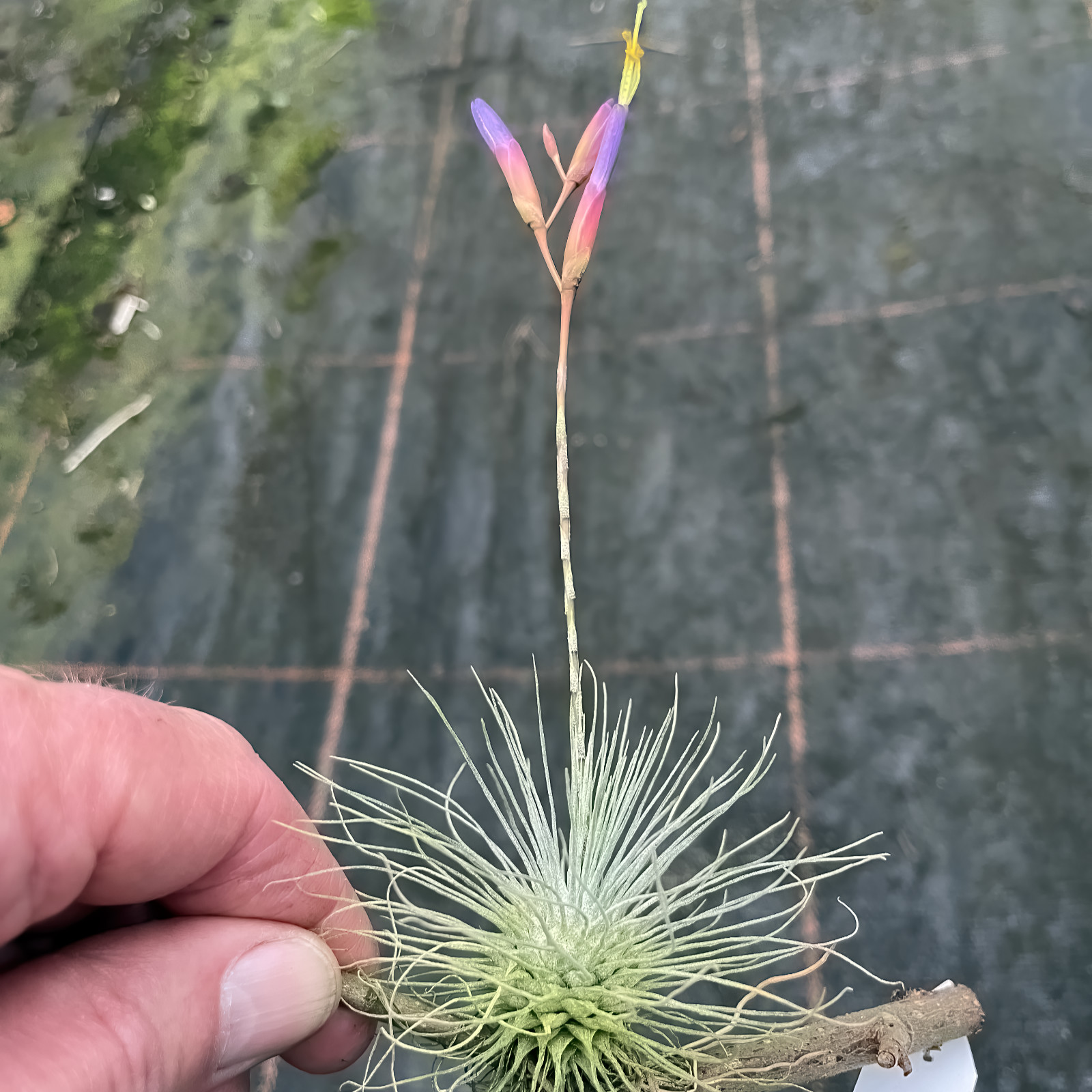 Tillandsia fuchsii