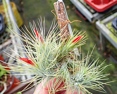 Tillandsia funkeana