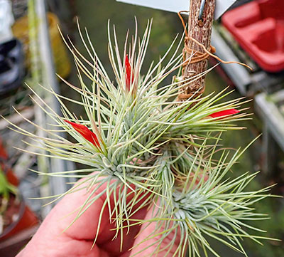 Tillandsia funkeana