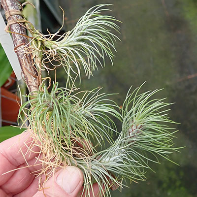 Tillandsia funkeana Krallenform