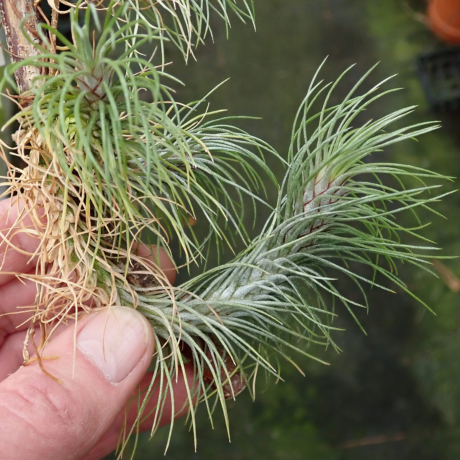 Tillandsia funkeana Krallenform