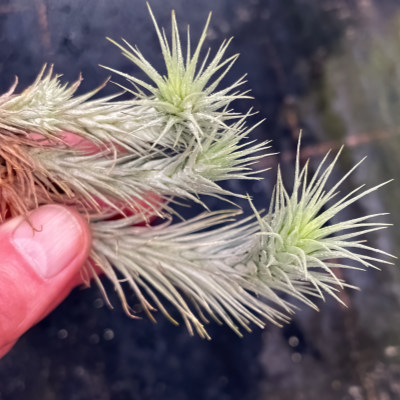 Tillandsia heteromorpha