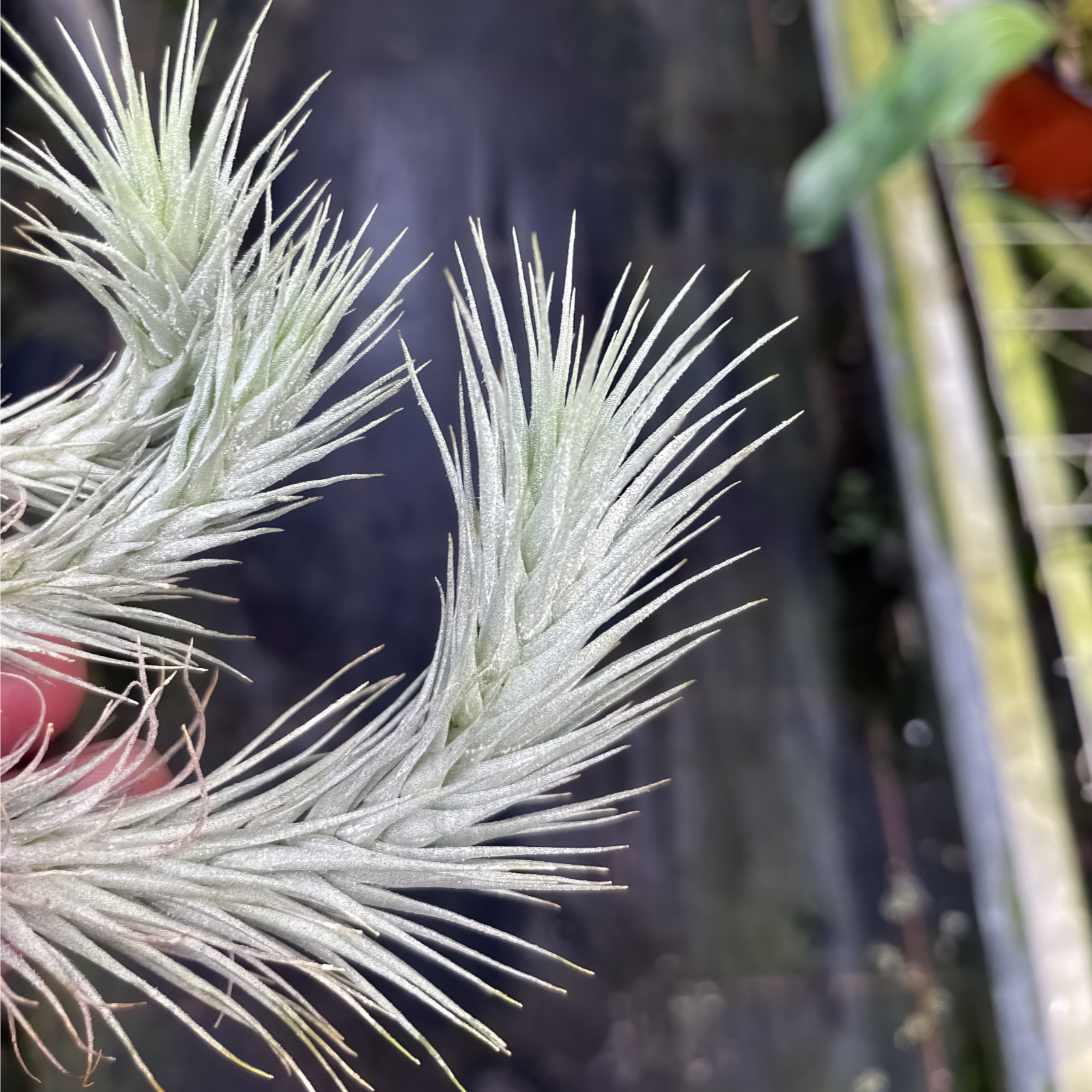 Tillandsia heteromorpha