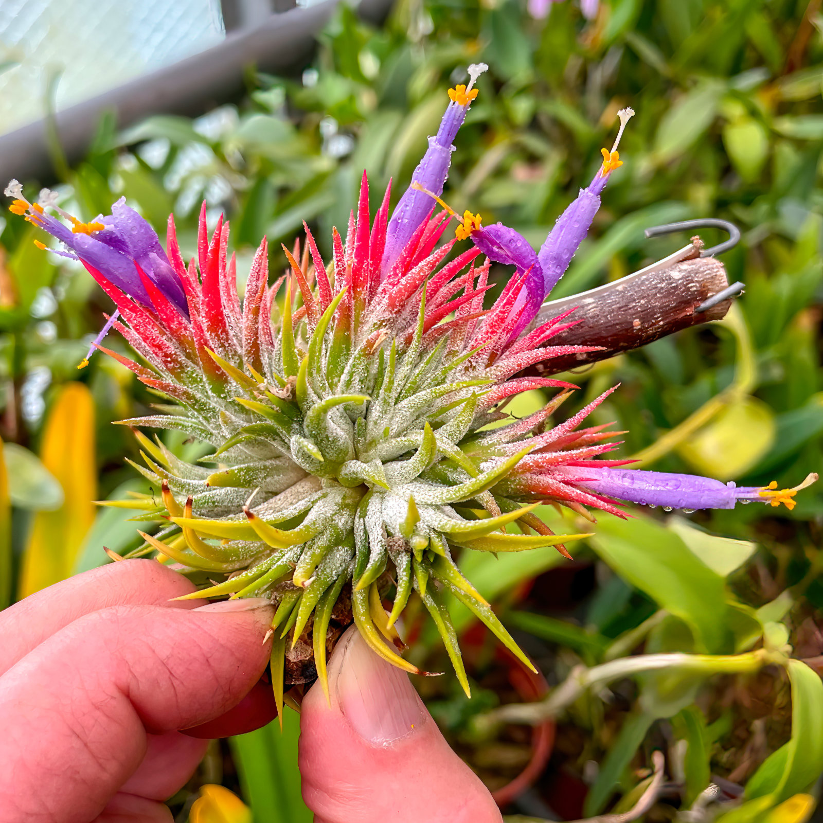 Tillandsia ionantha