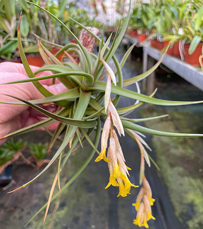 Tillandsia ixioides