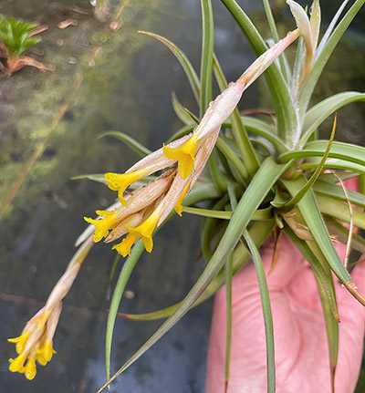 Tillandsia ixioides