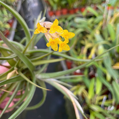 Tillandsia ixioides