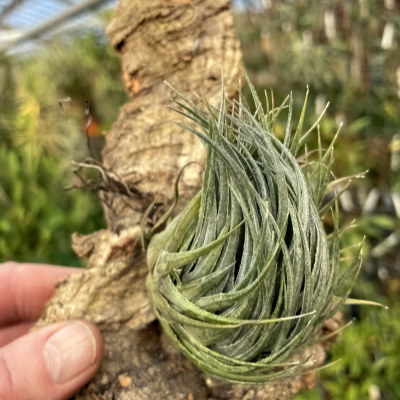 Tillandsia kautskyi (besondere Form, größte Form)