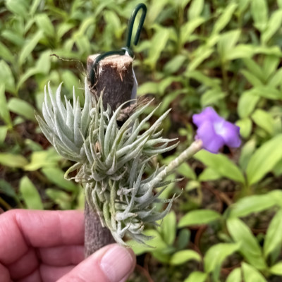 Tillandsia kirschneckii