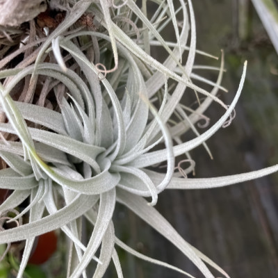 Tillandsia leonamiana