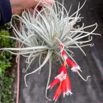 Tillandsia sprengeliana - Großräschener Orchids