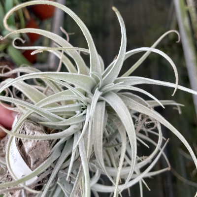 Tillandsia leonamiana